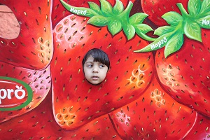 Strawberry Festival Panchgani
