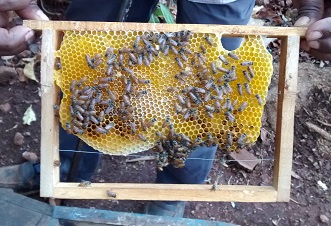 Bee Keeping Centre Mahabaleshwar